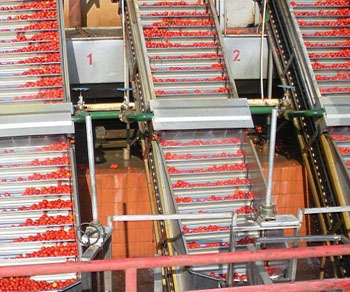 番茄醬原果提升系統